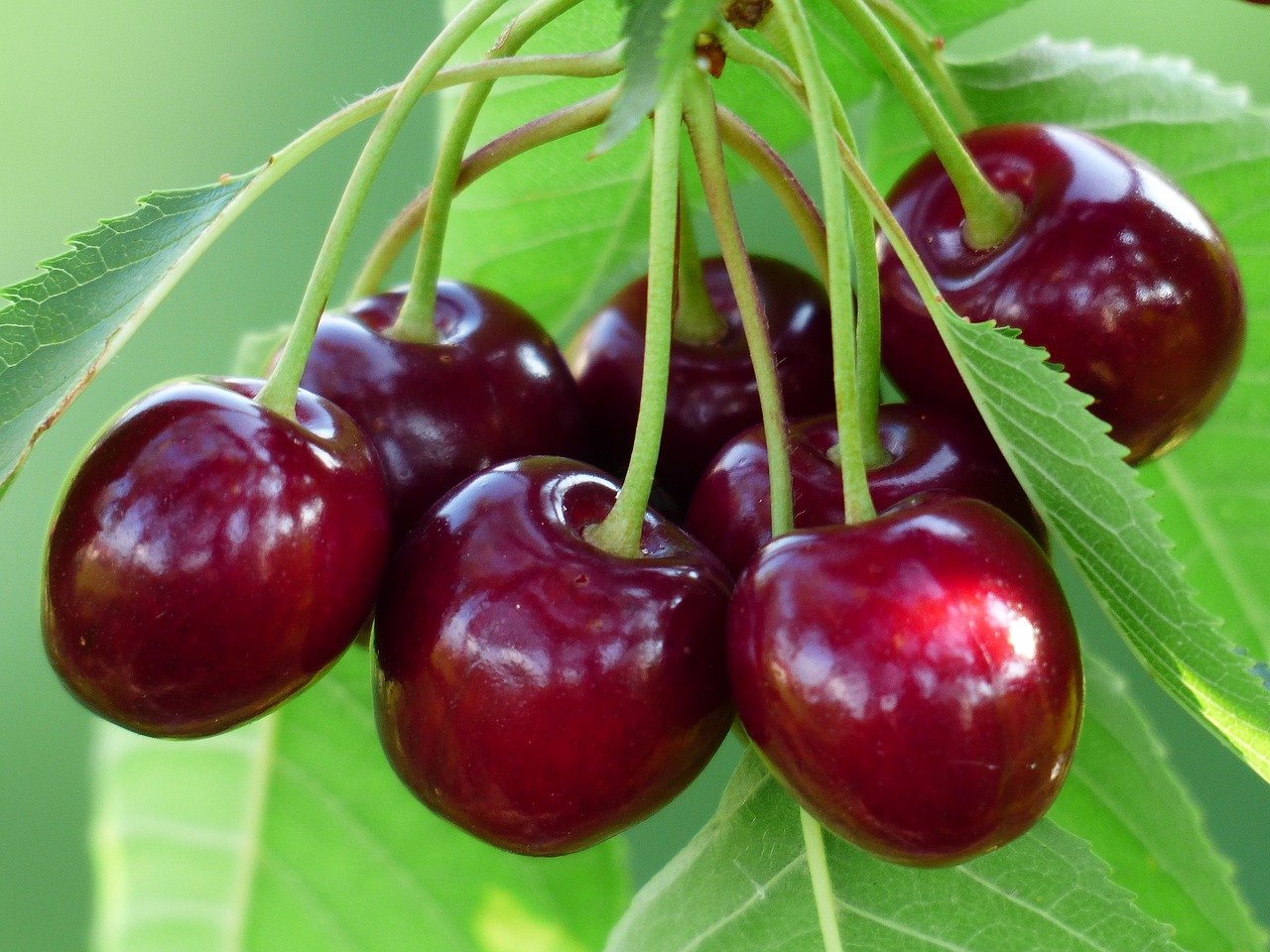 Cherries Home