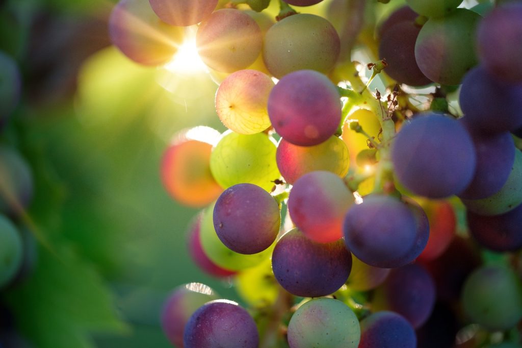 Grapes Home