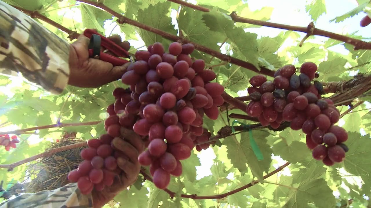 Grapes Video