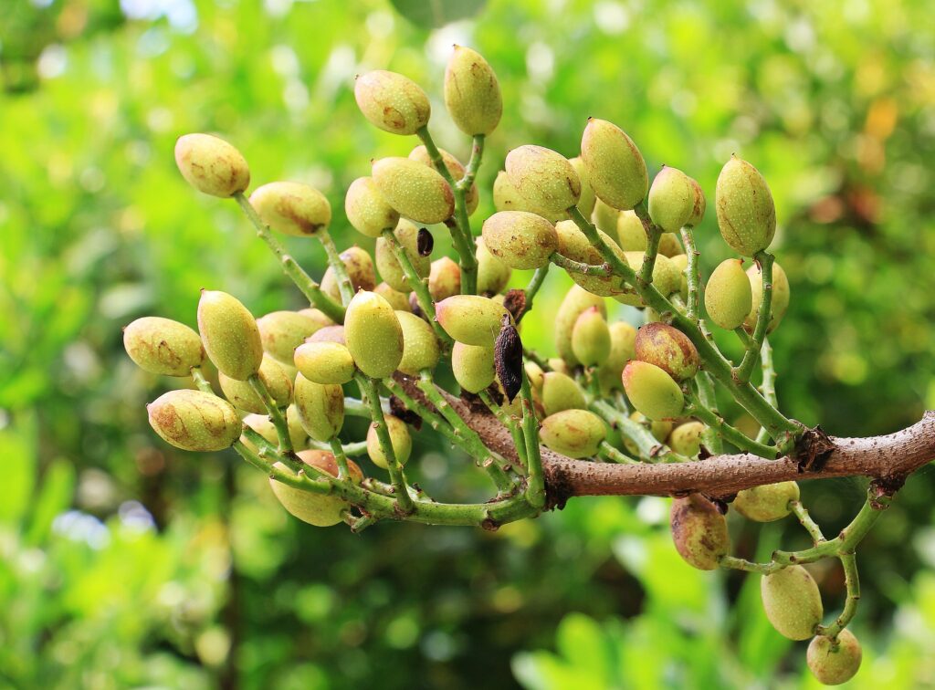 Pistachio Article