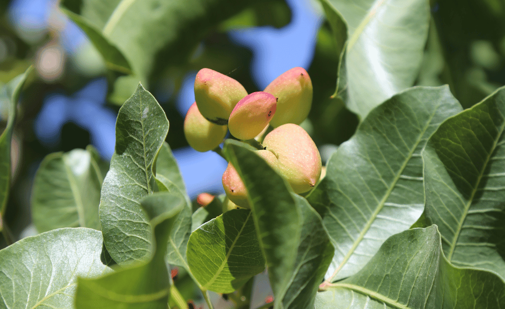 Pistachios Home