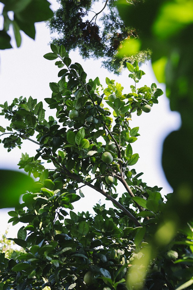 Walnuts Article